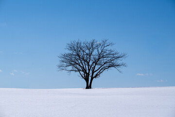 Fototapeta premium A single tree standing in a snowy field