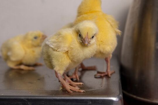 chickens on a metal board for weighing poultry, a large number of chickens in the workshop of a poultry farm for growing a breed of chicken with a high weight