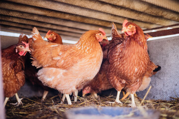 A group of red-feathered chickens in a special pen, poultry farm, poultry, agriculture.