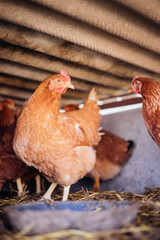 A group of red-feathered chickens in a special pen, poultry farm, poultry, agriculture.