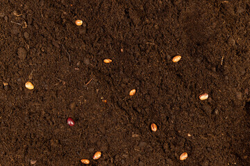 bean seeds scattered in the soil in the spring , several bean seeds lie in the ground for planting...