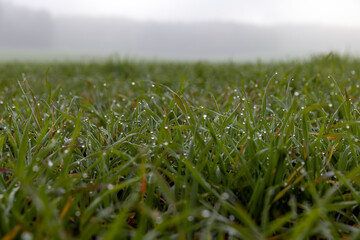 green wheat in the middle of autumn in cloudy weather with thick fog, field with green wheat sprouts in cloudy weather without bright sunlight