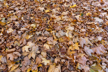 the old maple leaves that have long since fallen to the ground which have turned rusty orange, the grass and the ground strewn with maple leaves in the park with trees