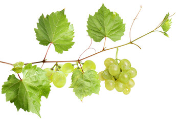 Fototapeta premium studio photograph showing fresh green grapes still on the vine, with leaves, against a stark transparent background, highlighting their natural texture.