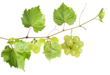 studio photograph showing fresh green grapes still on the vine, with leaves, against a stark transparent background, highlighting their natural texture.