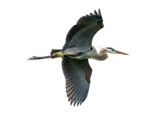 Isolated Great Blue Heron in flight wings up graceful bird elegant avian animal nature