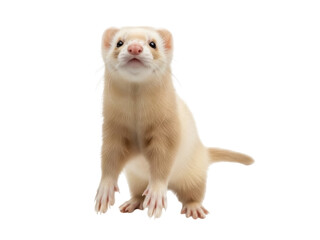 Isolated albino ferret looks upwards, adorable pale pet with pink nose, paws and whiskers