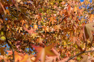 red maple foliage in the autumn against the blue sky in sunny weather, the beautiful changes in the nature of maple trees during the autumn cold
