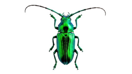 Isolated Metallic Green Longhorn Beetle, a Vibrant Insect Species with Long Antennae