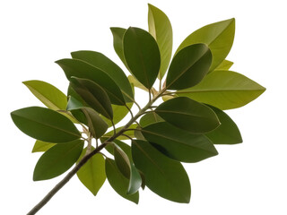 Isolated magnolia foliage branch, vibrant green leaves, close-up plant element, botanical detail © Ines