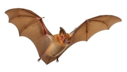 Isolated bat flying with its wings spread, small brown fur and long ears, no background