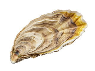 Isolated Oyster Shell on Display Showing Layers of Texture and Varying Shades of Tan