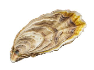 Isolated Oyster Shell on Display Showing Layers of Texture and Varying Shades of Tan