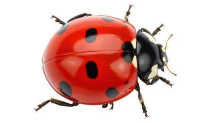 Isolated Ladybug with Black Spots on Red Shell in Detailed Close-Up Macro View