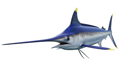 Isolated blue marlin with a long bill or rostrum facing left viewed from front on angle