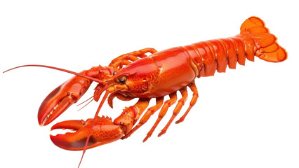 Isolated Orange Lobster with Claws a Marine Delicacy and Gourmet Food for Seafood Lovers
