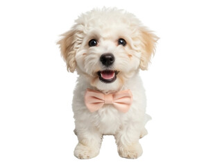 Isolated bichon frise puppy wearing a bow tie looks at the viewer with its tongue out