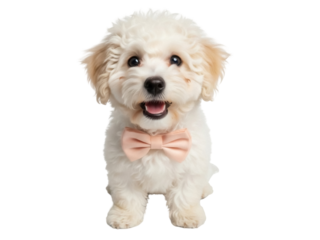Isolated bichon frise puppy wearing a bow tie looks at the viewer with its tongue out