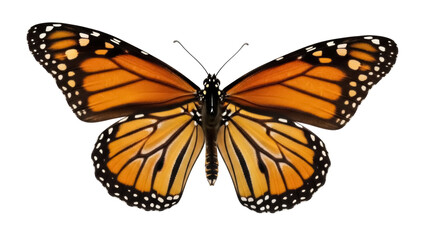 Isolated Monarch butterfly on display, insect with black veins, orange wings and antennae © Maros