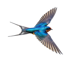 Obraz premium Isolated Barn swallow in flight with iridescent feathers and long tail in midair gracefully