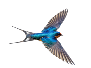 Isolated Barn swallow in flight with iridescent feathers and long tail in midair gracefully