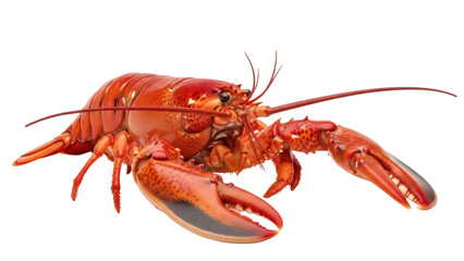 Isolated lobster cooked seafood close-up, delicious delicacy, clawed crustacean food, marine life
