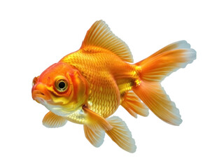 Isolated orange fantail goldfish pet swimming underwater in aquarium, fantail goldfish
