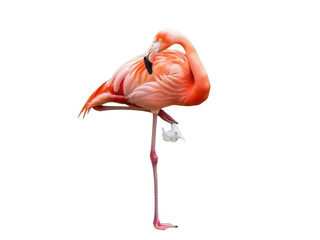 Isolated flamingo resting on one leg, preening its feathers with its beak in studio shot © Rowan