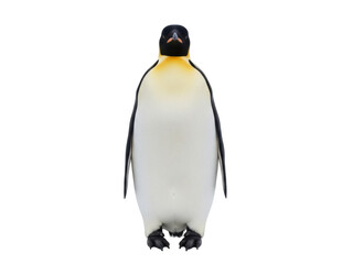 Isolated penguin looking at camera standing upright, Antarctic animal, wildlife photography