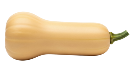 Isolated raw butternut squash, an autumn vegetable, a healthy seasonal food ingredient