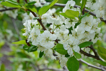 Delicate White Blossoms Adorning a Branch in Spring