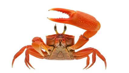 Isolated Halloween red crab with open claw for cooking, marine food or spooky season