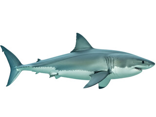 Isolated Great White Shark Predatory Fish, Powerful Marine Creature Swimming in the Ocean