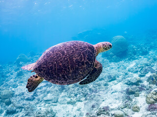 Fototapeta premium ゆったり泳ぐアオウミガメ, Green Turtle, Green Sea Turtle, Chelonia mydas, ウミガメ科, 美しいサンゴ礁と熱帯魚の群れ。 阿嘉ビーチ阿嘉島沖縄県 島尻郡慶良間諸島座間味島-2025 沖縄本島から40km西方の諸島。30以上の島嶼群全体が国立公園に指定。珊瑚礁の青い海と白い砂浜は世界屈指の美。貴重な動植物が多数生息。