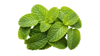 Isolated sprigs of fragrant, fresh spearmint or peppermint leaves, a flavorful culinary herb