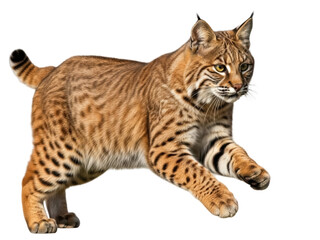 Isolated Lynx, Bobcat in Motion on a Solid Background, Mammal in Natural Habitat Environment