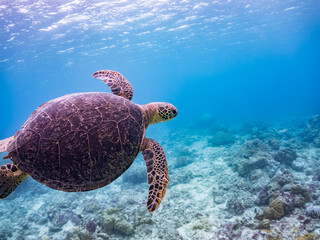Fototapeta premium ゆったり泳ぐアオウミガメ, Green Turtle, Green Sea Turtle, Chelonia mydas, ウミガメ科, 美しいサンゴ礁と熱帯魚の群れ。 阿嘉ビーチ阿嘉島沖縄県 島尻郡慶良間諸島座間味島-2025 沖縄本島から40km西方の諸島。30以上の島嶼群全体が国立公園に指定。珊瑚礁の青い海と白い砂浜は世界屈指の美。貴重な動植物が多数生息。