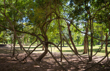Trees in the park at sunny day. Nature green background.