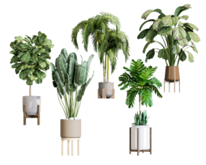 exquisite photograph of lush potted plants providing verdant elegance and breathing life into any space, while elevating visual narratives through captivating compositions