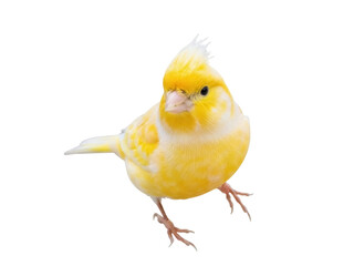 Isolated Yellow Canary Bird with Crest Feathers, Close-up, Profile View, Full Body Standing
