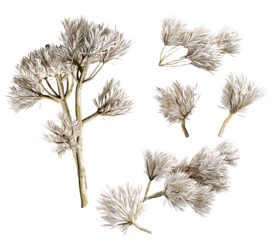detailed graphic illustration of dry silver foliage arrangements, ideal for winter-themed designs and elegant botanical concepts on a transparent background.