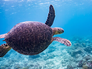 Fototapeta premium ゆったり泳ぐアオウミガメ, Green Turtle, Green Sea Turtle, Chelonia mydas, ウミガメ科, 美しいサンゴ礁と熱帯魚の群れ。 阿嘉ビーチ阿嘉島沖縄県 島尻郡慶良間諸島座間味島-2025 沖縄本島から40km西方の諸島。30以上の島嶼群全体が国立公園に指定。珊瑚礁の青い海と白い砂浜は世界屈指の美。貴重な動植物が多数生息。