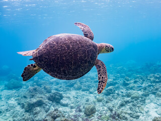Fototapeta premium ゆったり泳ぐアオウミガメ, Green Turtle, Green Sea Turtle, Chelonia mydas, ウミガメ科, 美しいサンゴ礁と熱帯魚の群れ。 阿嘉ビーチ阿嘉島沖縄県 島尻郡慶良間諸島座間味島-2025 沖縄本島から40km西方の諸島。30以上の島嶼群全体が国立公園に指定。珊瑚礁の青い海と白い砂浜は世界屈指の美。貴重な動植物が多数生息。