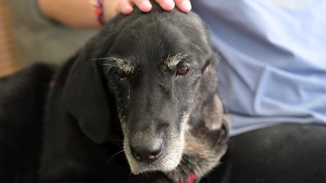 Close-up of a senior black Labrador dog receiving affection. A human hand gently strokes the head of an elderly pet with a greying muzzle and white whiskers.