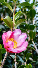 サザンカの花のアップ