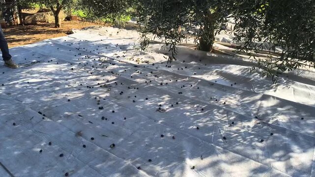 Olive Harvest Season, Olves Fall from Tree on Net with Machine Use