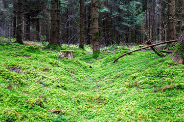 Nadelwald mit moosbewachsenem Waldboden