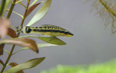 Otocinclus in planted aquarium