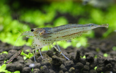 Yamato shrimp