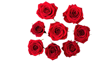 Eight red roses are arranged against a dark background, showcasing the vibrant color and intricate petal structure